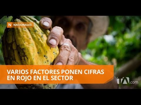 Sector cacaotero está en crisis - Teleamazonas