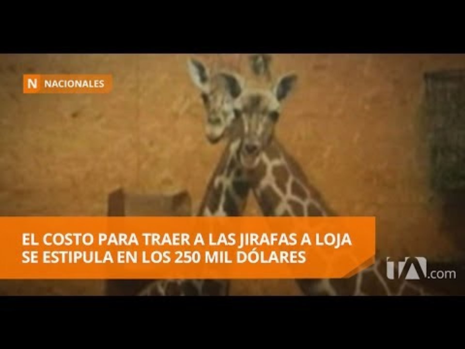 Llegada de pareja de jirafas a Loja causa malestar a defensores de animales