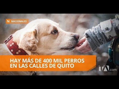 Hay más de 400 mil perros en las calles a pesar de tener dueño