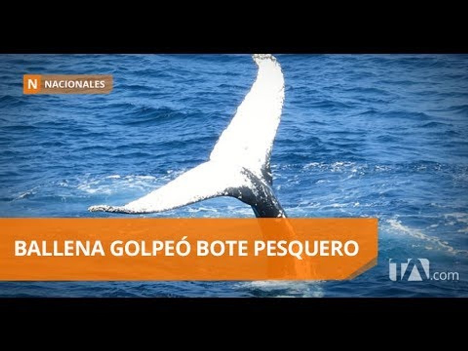 Ballena viró pesquero con cinco tripulantes en alta mar - Teleamazonas