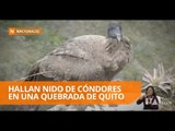 Investigadores hallan un nido de cóndores en una quebrada de Quito