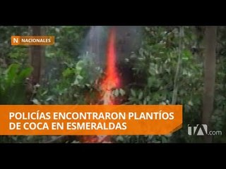 Download Video: La Policía destruyó dos plantíos de hoja de coca en Esmeraldas - Teleamazonas