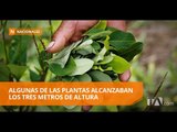 Destruyen dos plantíos de hoja de coca - Teleamazonas