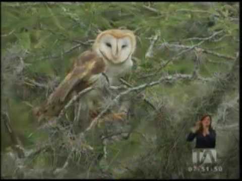 Demostración de aves rapaces en el Zoológico de Guayllabamba - Teleamazonas