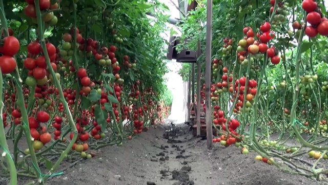 - Fethiye ve Seydikemer'de fırtına seraları uçurdu