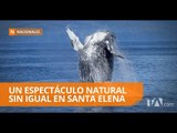 Salinas inaugura temporada de avistamiento de ballenas - Teleamazonas