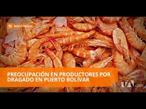 Camaroneros advierten riesgos por el dragado del Puerto Bolívar - Teleamazonas