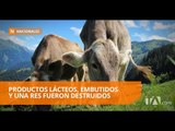 Tulcán: destruyen productos para evitar contagios de fiebre aftosa - Teleamazonas