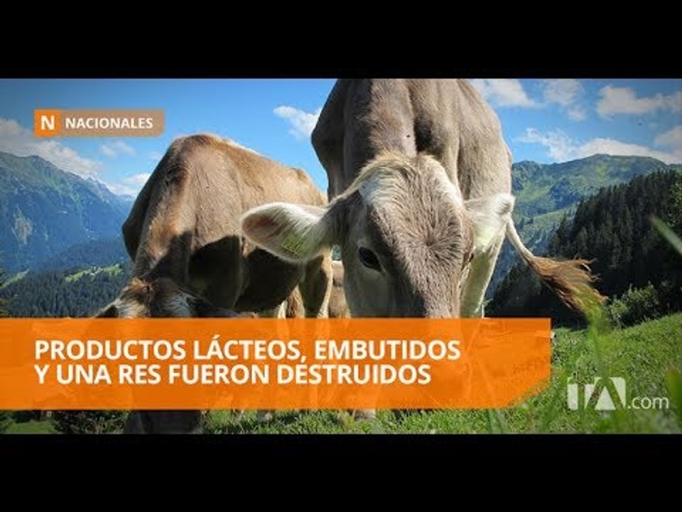 Tulcán: destruyen productos para evitar contagios de fiebre aftosa - Teleamazonas