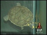 Autoridades recuperan varias tortugas en peligro de extinción