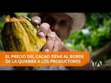 Caída del precio internacional del cacao preocupa a productores - Teleamazonas