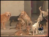 Siete de los nueve canes retirados de un refugio tienen moquillo