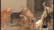 Siete de los nueve canes retirados de un refugio tienen moquillo