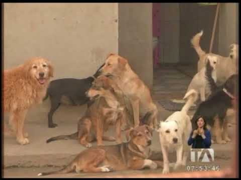 Siete de los nueve canes retirados de un refugio tienen moquillo