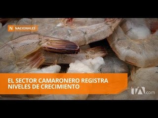 Descargar video: El sector camaronero es el único gremio con crecimiento - Teleamazonas