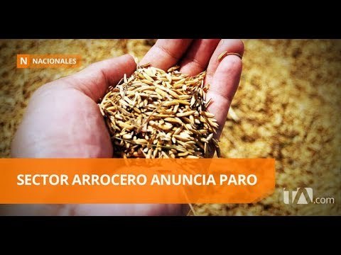 Falta de soluciones llevaría a sector arrocero a paro - Teleamazonas