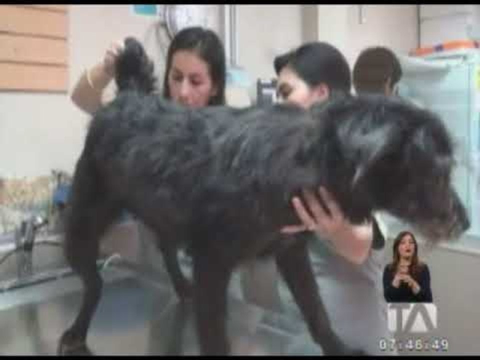 Tras denuncias se logró rescatar a perros maltratados en Ambato