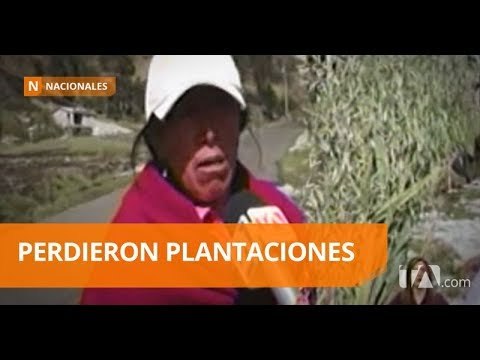 Plantaciones fueron destruidas por granizada en Colta - Teleamazonas