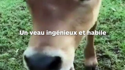 Un veau s’échappe de l’étable en utilisant sa langue pour déverrouiller la barrière !
