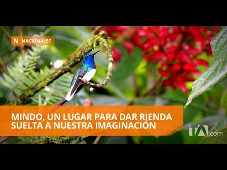 Mindo te invita a soñar - Teleamazonas