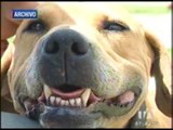 Una mujer murió en Chillogallo tras ser atacada por cuatro perros