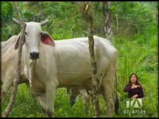Se logró recuperar ganado vacuno en un operativo por aire y tierra