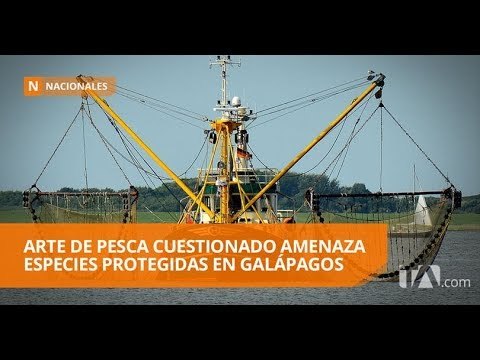 |FUERTES IMÁGENES| Especies protegidas son amenazadas por pesca cuestionada - Teleamazonas
