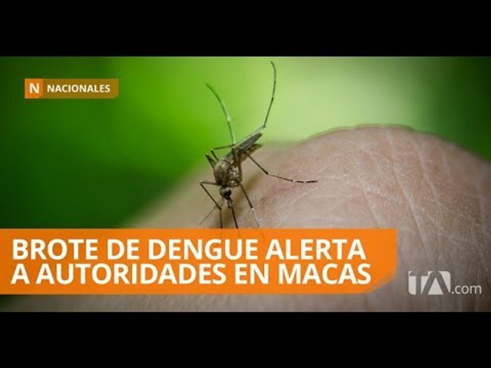 Casos de dengue preocupan a pobladores y autoridades de Macas - Teleamazonas