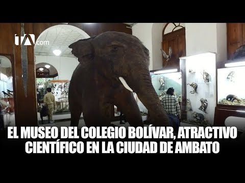 El museo del Colegio Bolívar en Ambato, principal atractivo científico | #TeleamazonasPlay