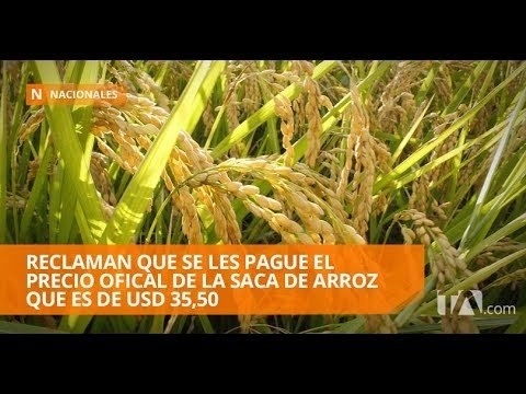 Arroceros dicen que solo les pagan 20 dolares por saca de arroz - Teleamazonas