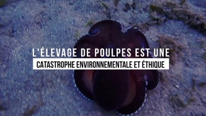 L'élevage de poulpes est une catastrophe environnementale et éthique