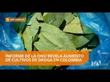Los cultivos de coca en Colombia aumentaron en un 52% - Teleamazonas