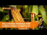 Sequía afecta a los cultivos de maíz en Manabí - Teleamazonas