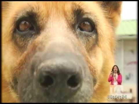 Alrededor de 60 perros saldrán de las filas de la Policía Nacional