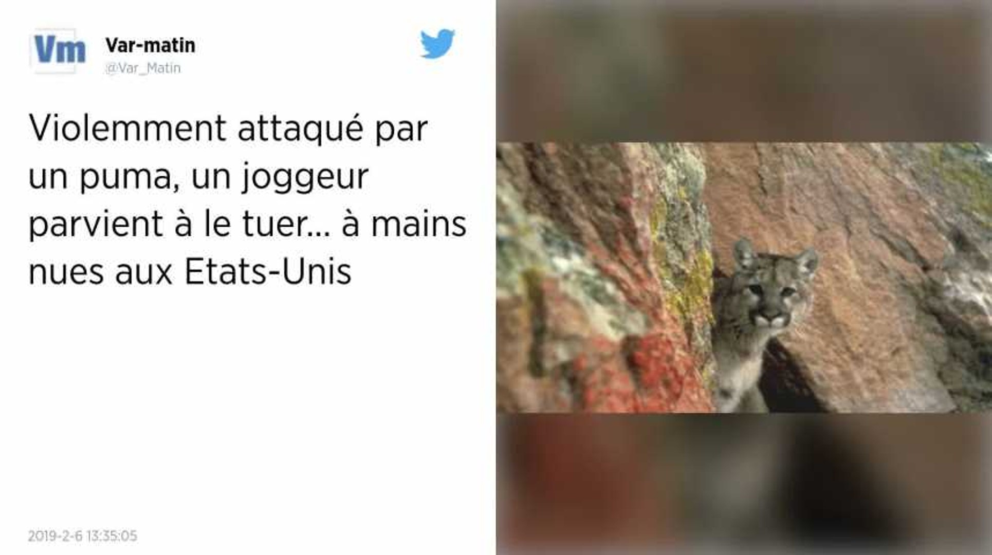 puma tue par une femme puma tue par une femme