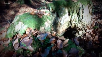 Země_ Území záhad (06) - Démoni mezi náma -dokument (www.Dokumenty.TV)