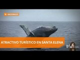 Inició la temporada de avistamiento de ballenas - Teleamazonas