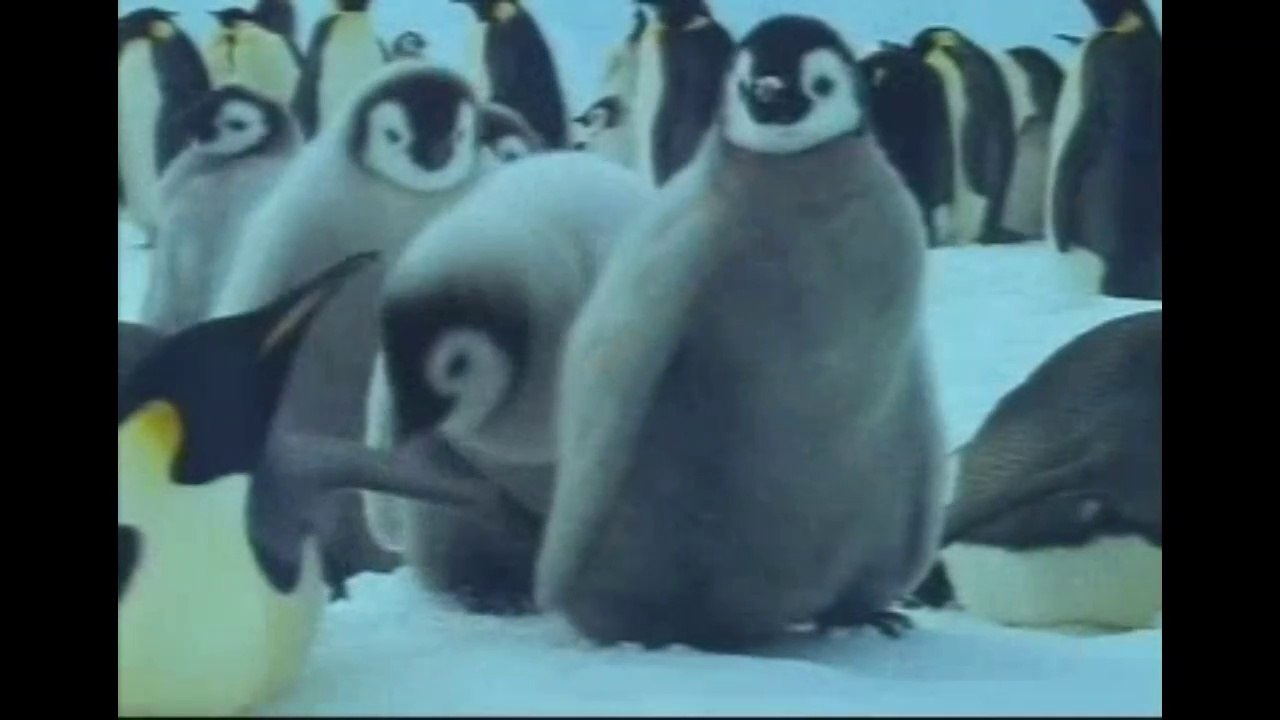 DOĞADAN HARİKA VİDEO GÖRSELLERİ