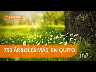 Reforestación en las veredas de Quito - Teleamazonas