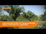 118 mil hectáreas de palma aceitera están en riesgo en Esmeraldas - Teleamazonas