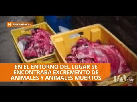 Camal clandestino habría estado operando por varios años - Teleamazonas
