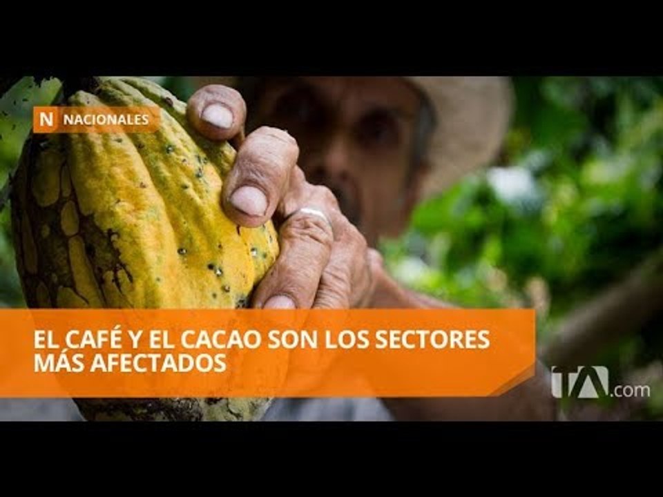 Exportaciones de productos no petroleros desaceleraron su crecimiento - Teleamazonas