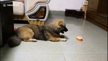 Confused puppy fights with burger-shaped toy