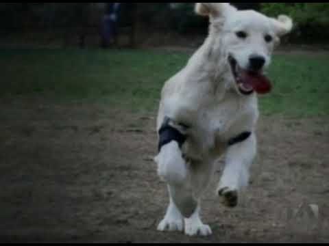 Hombre que debía portar grillete electrónico se lo ponía al perro