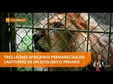 Leones africanos y 16 animales de la selva fueron decomisados  -Teleamazonas