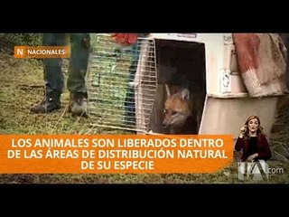 下载视频: Animales silvestres rescatados y rehabilitados fueron liberados - Teleamazonas