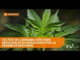 Asamblea analiza aprobación para cultivo de cannabis  - Teleamazonas