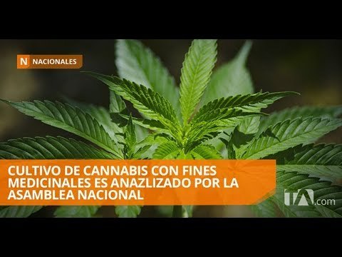 Asamblea analiza aprobación para cultivo de cannabis - Teleamazonas