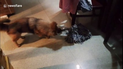 Hard-working puppy volunteers to help with housework