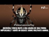 Mata una araña y los usuarios de redes lo acusan de maltrato animal - Teleamazonas